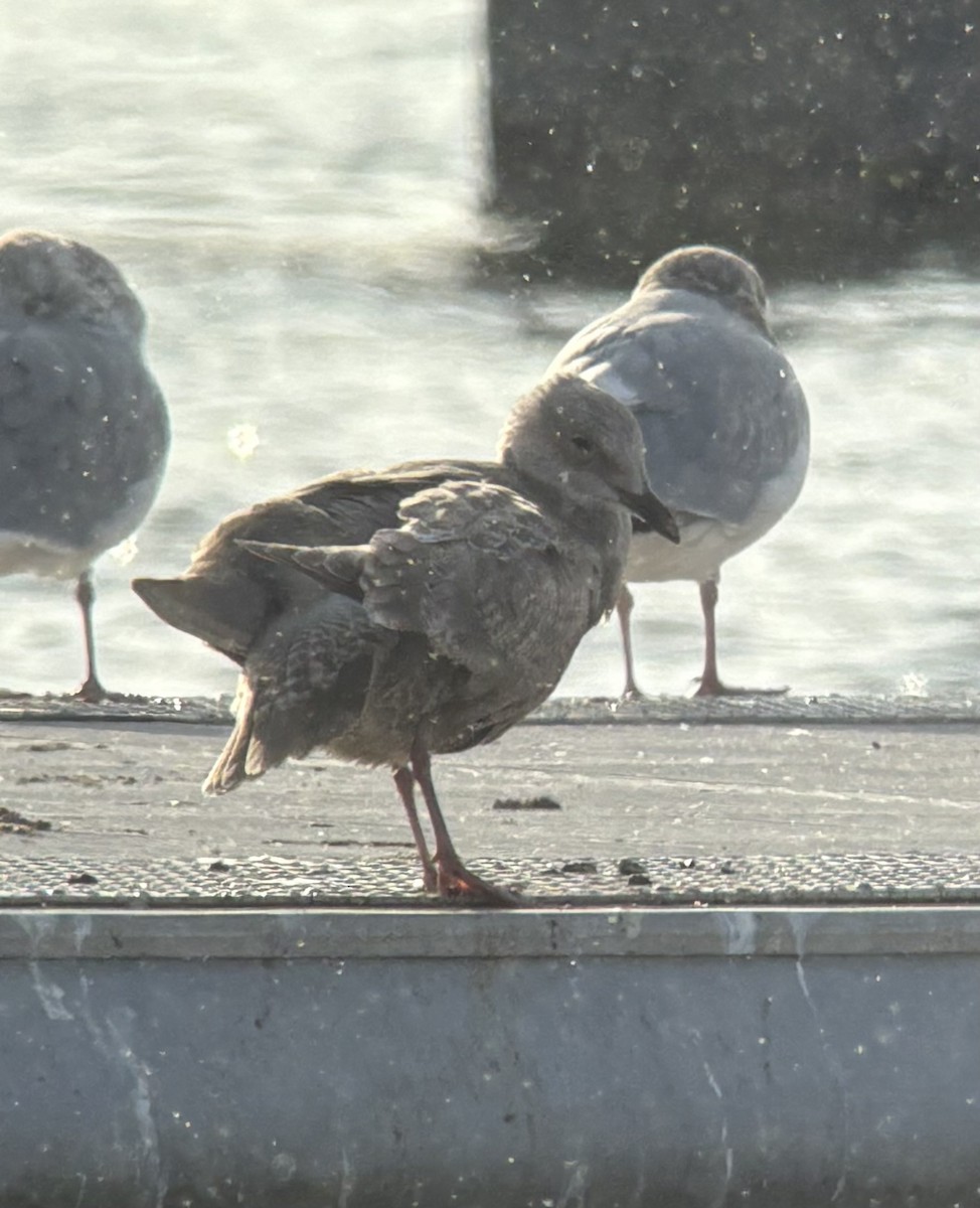 Iceland Gull (Thayer's) - ML646533253