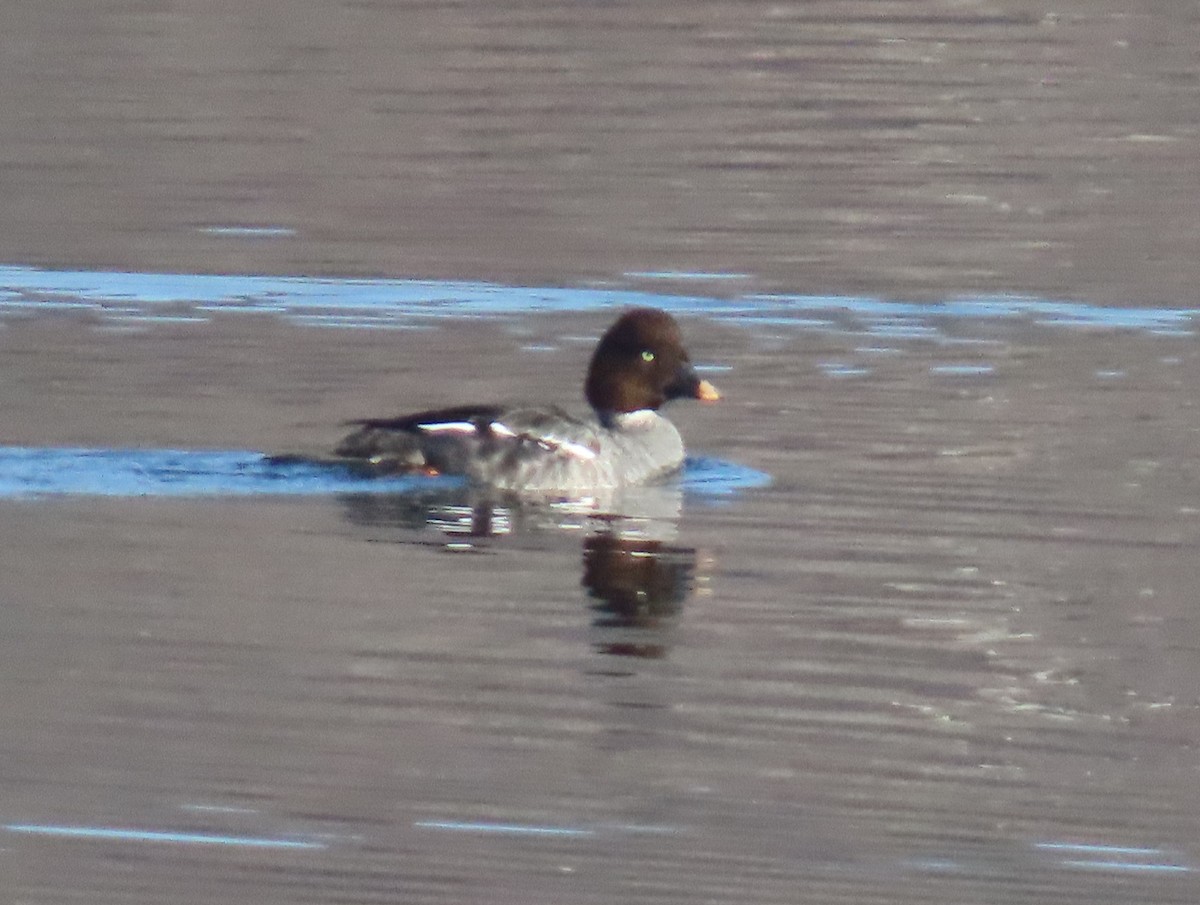 Common Goldeneye - ML646533254