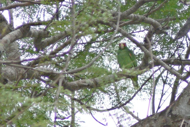 amazoňan běločelý - ML646533255