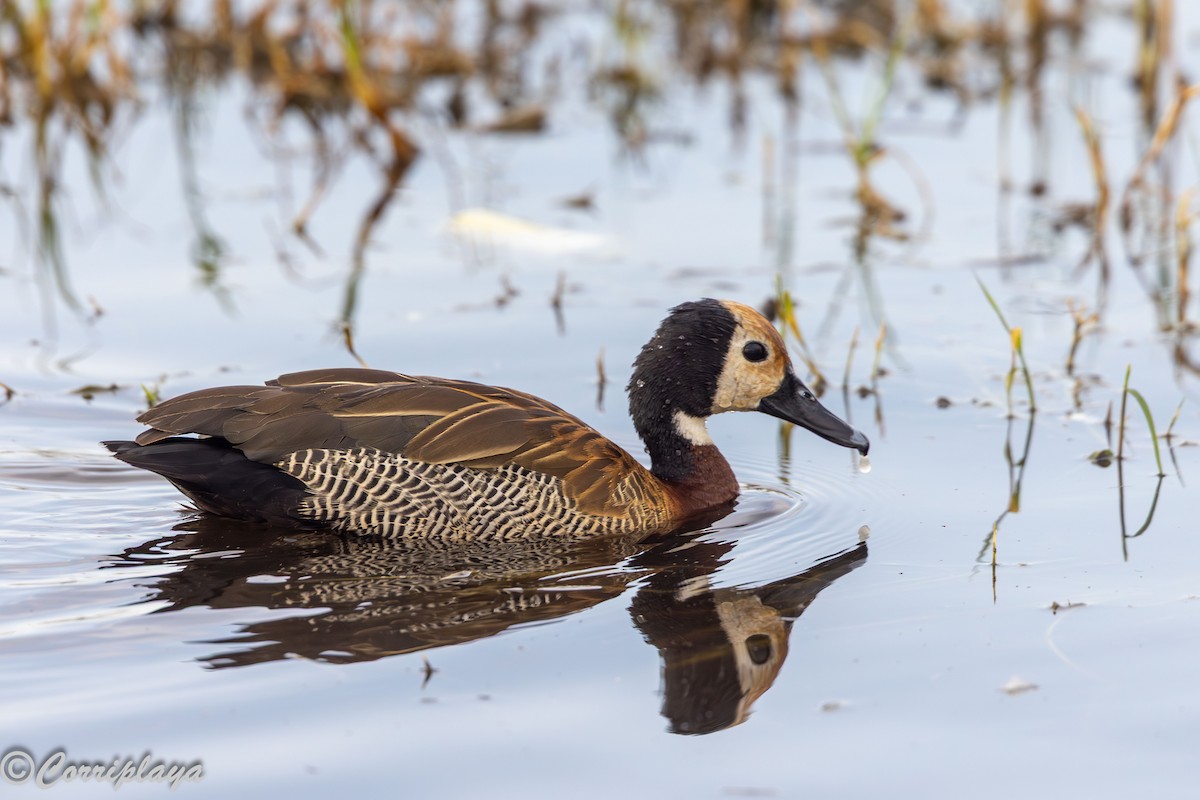 Ak Yüzlü Islıkçı Ördek - ML646533259