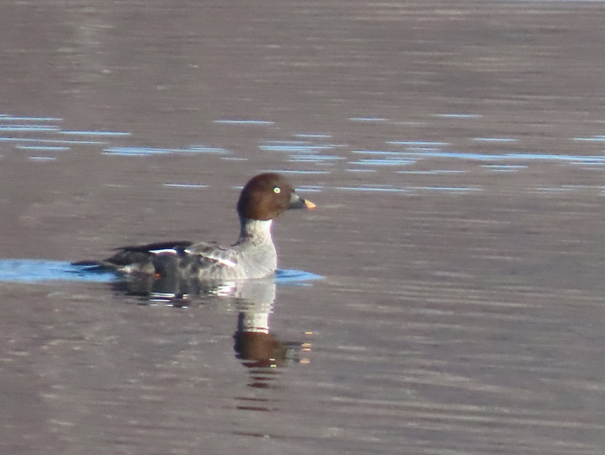 Common Goldeneye - ML646533260