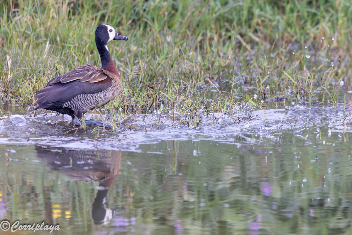 Ak Yüzlü Islıkçı Ördek - ML646533263