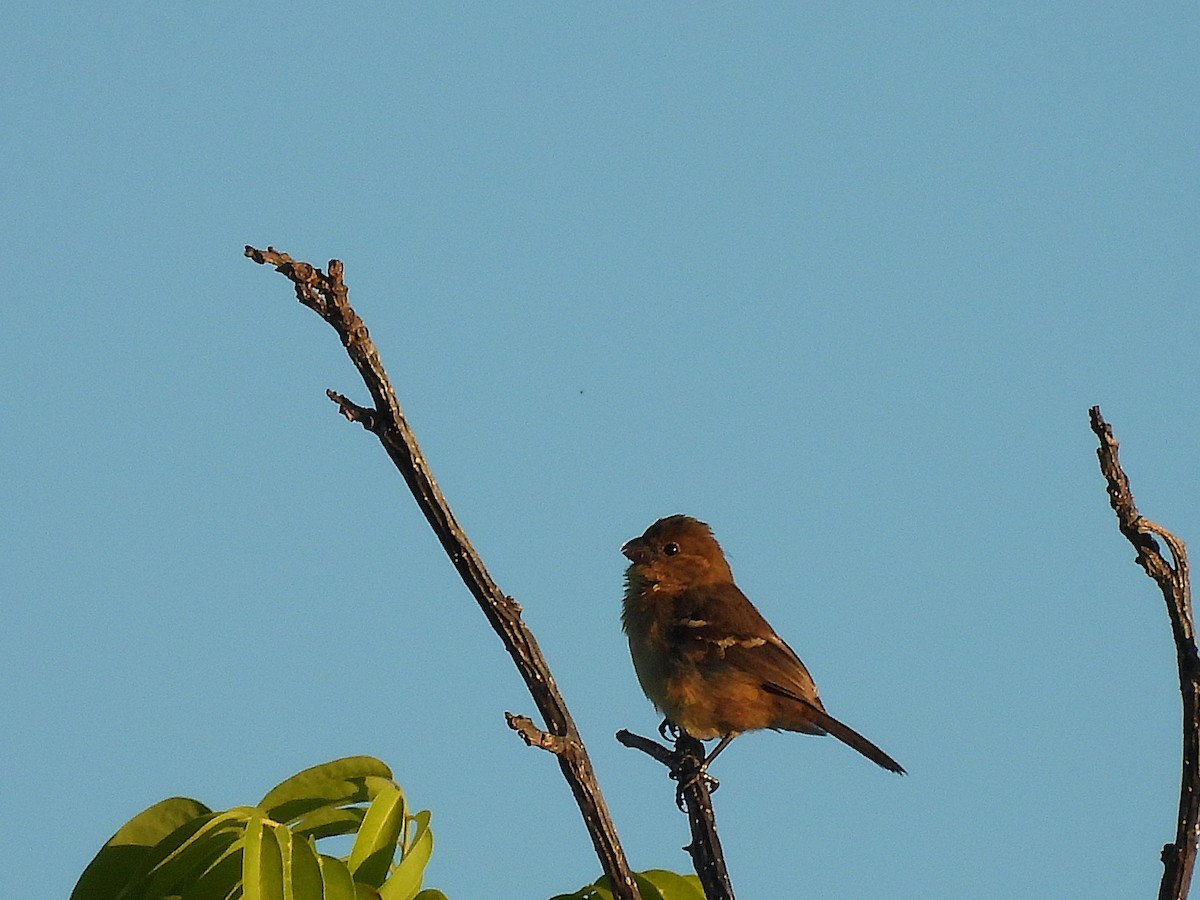 Schwarzbrustspelzer - ML646533268