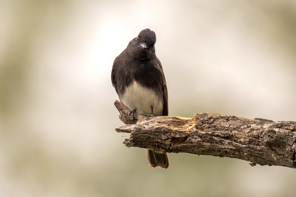 クロツキヒメハエトリ - ML646533274