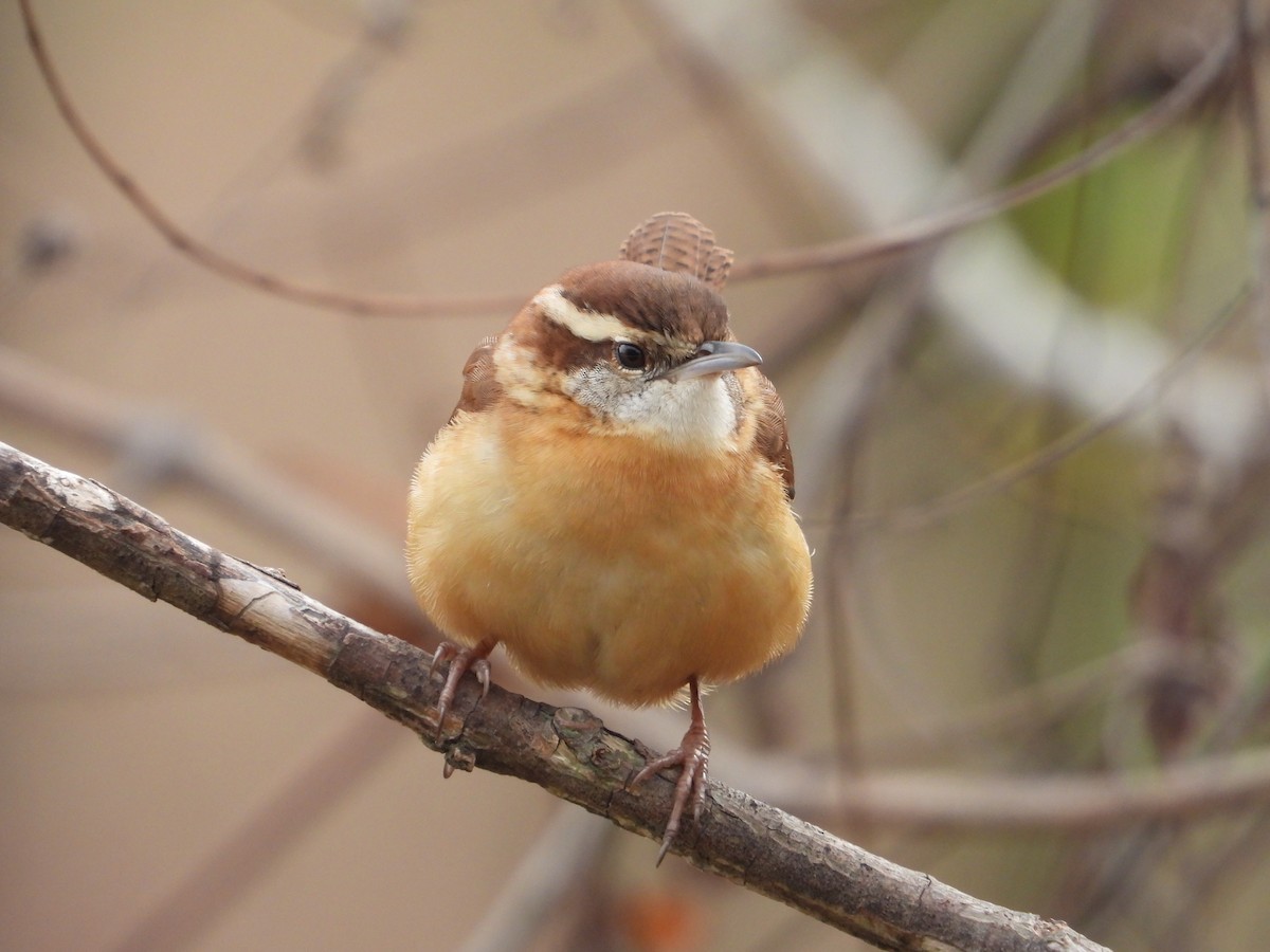 Carolina Wren - ML646533275