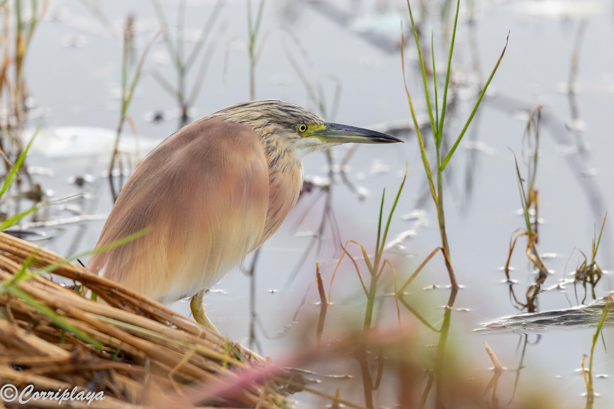 Alaca Balıkçıl - ML646533281