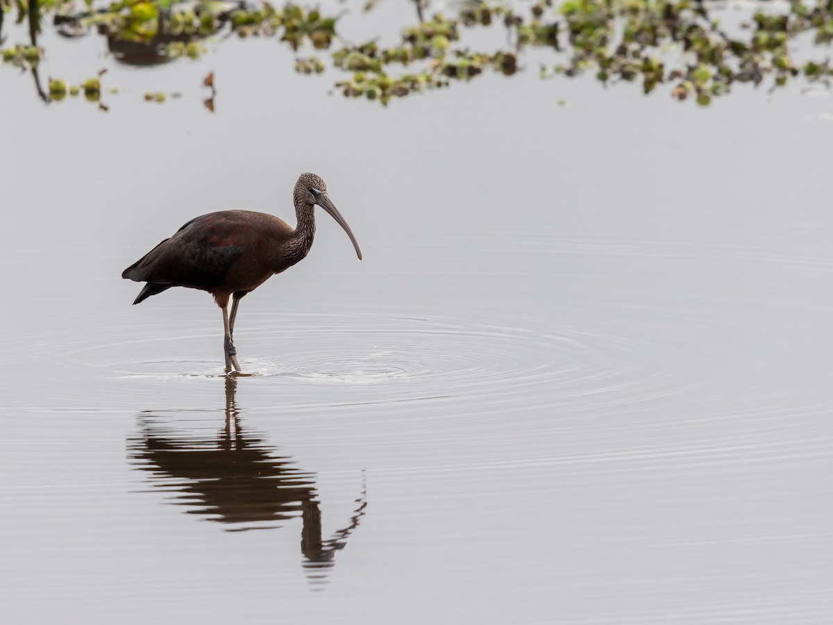 Glossy Ibis - ML646533282
