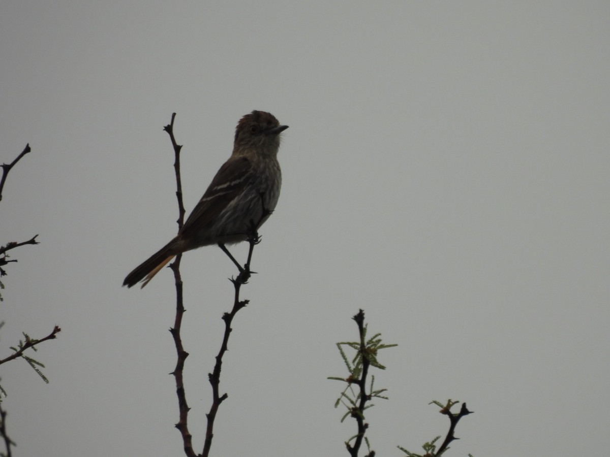 Cinereous Tyrant - ML646533284