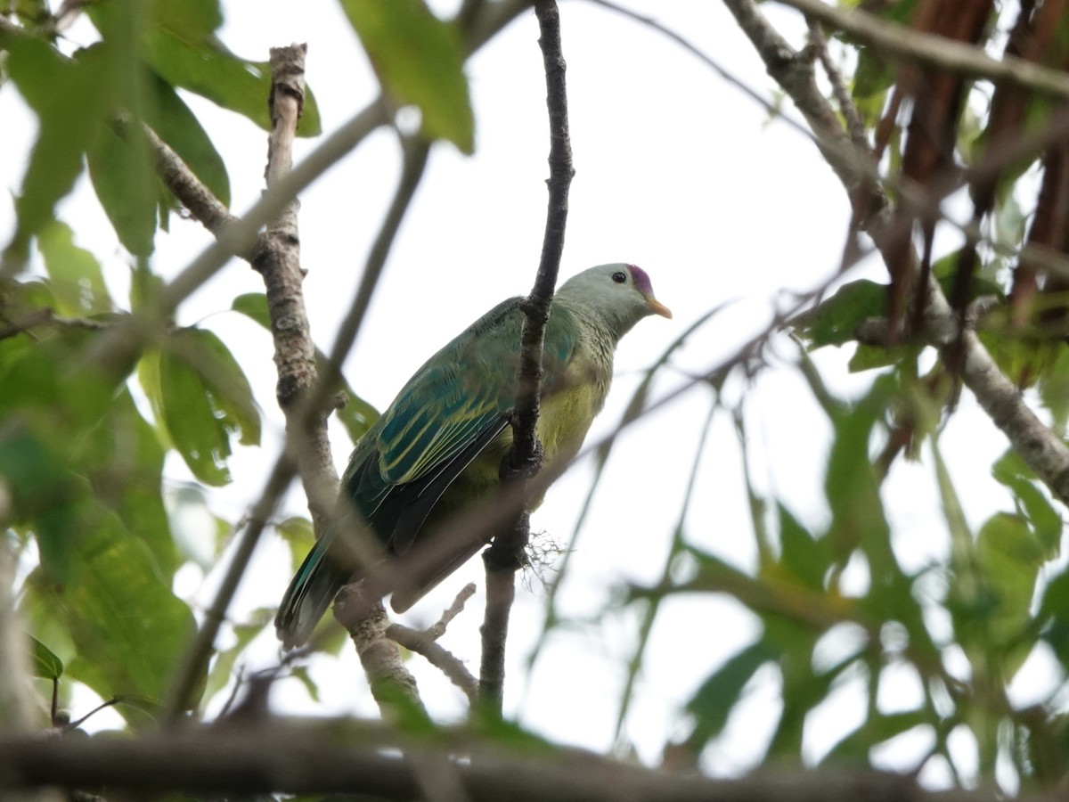 Makatea Fruit-Dove - ML646533285