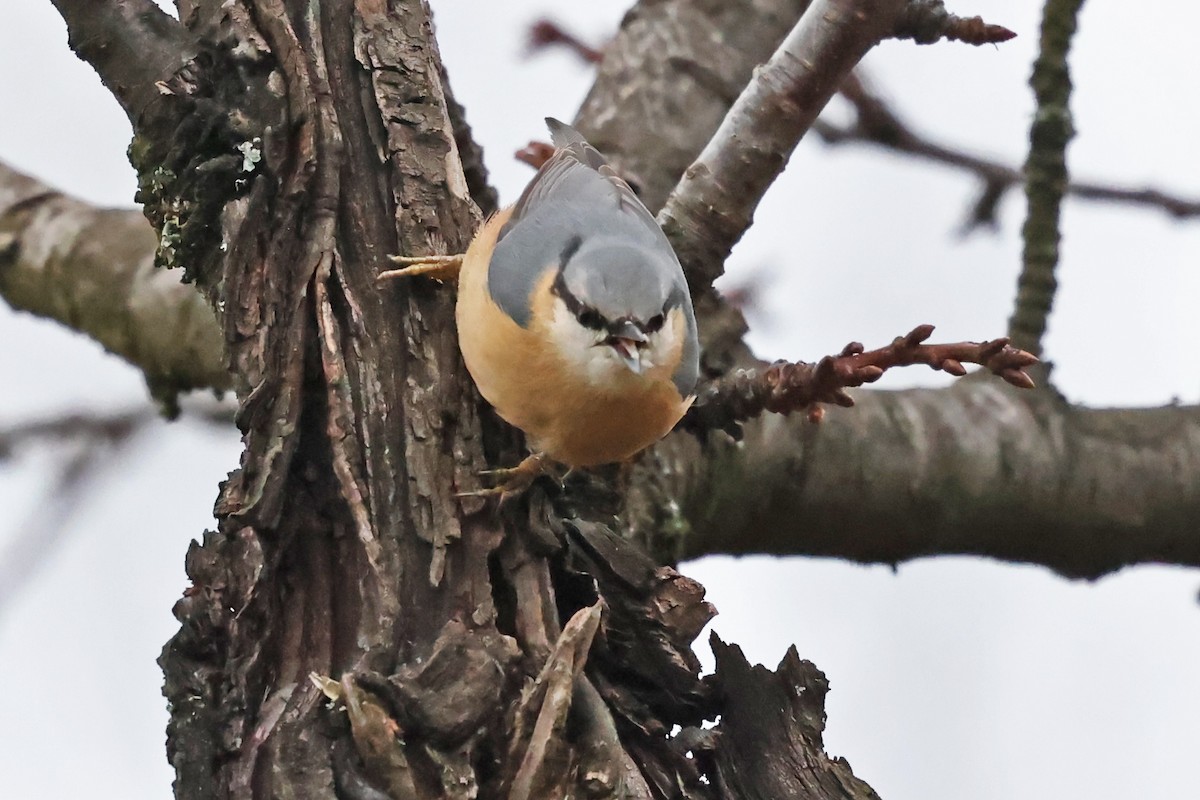 ゴジュウカラ - ML646533286