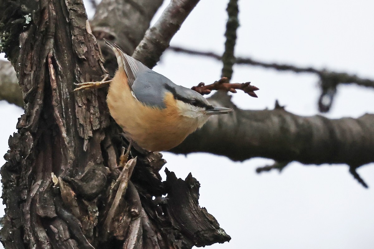 ゴジュウカラ - ML646533292