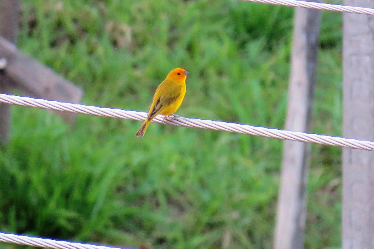 Шафрановый зерноед - ML646533293