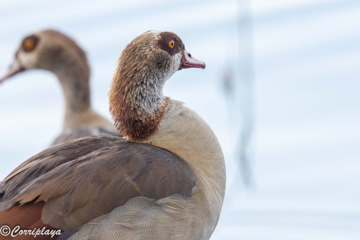 Nil Kazı - ML646533295