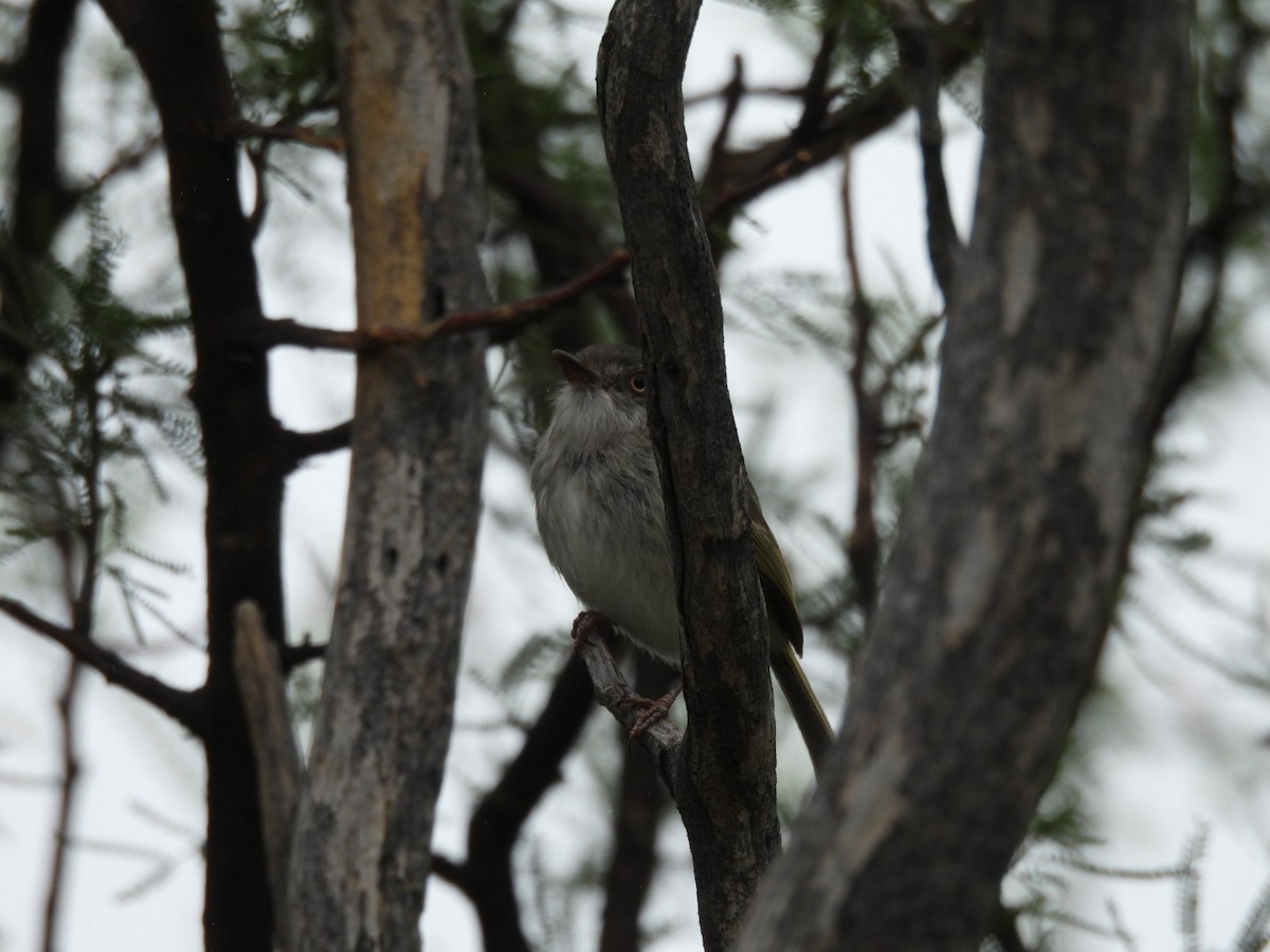 Pearly-vented Tody-Tyrant - ML646533302