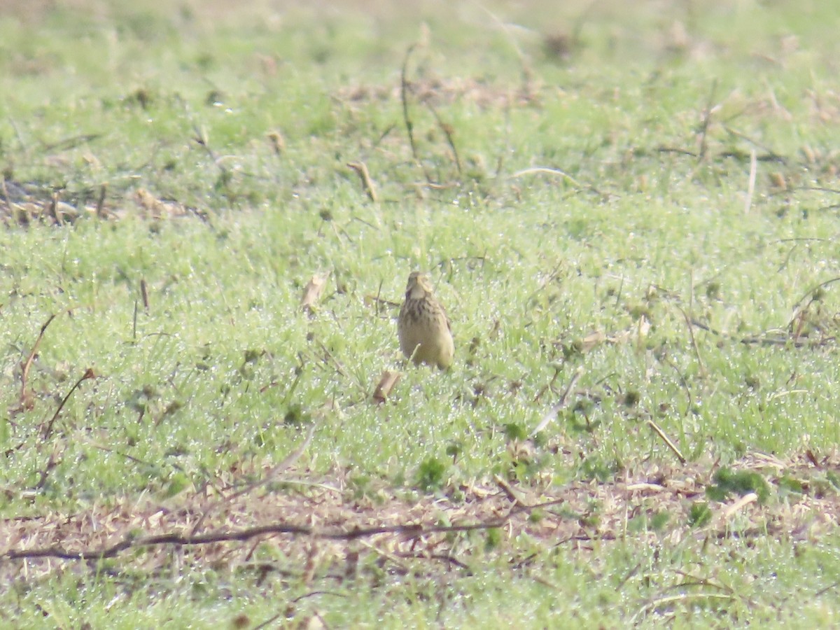 American Pipit - ML646533303