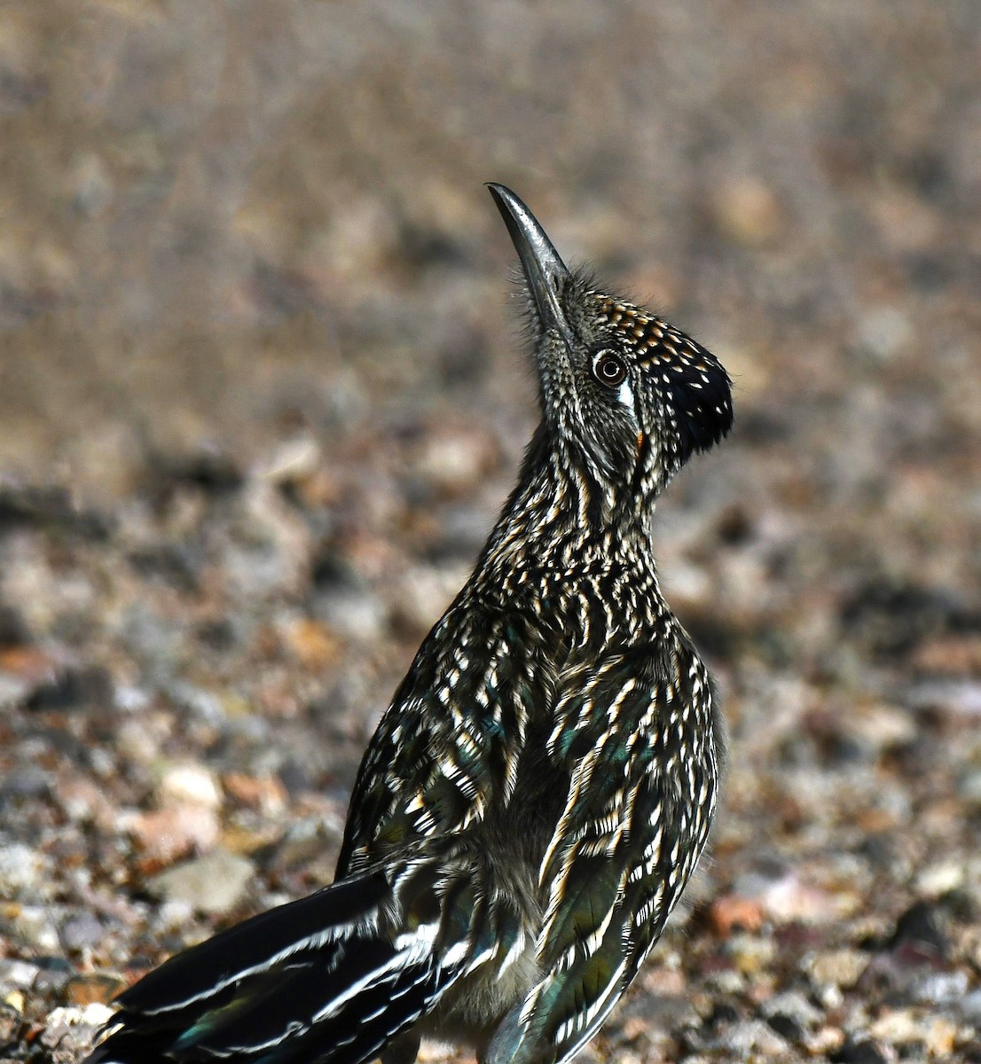 Greater Roadrunner - ML646533304