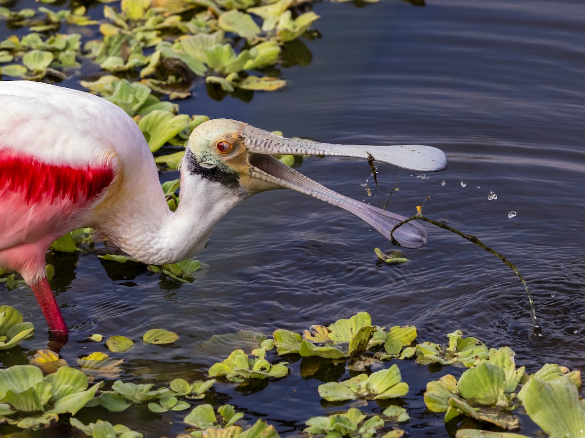 Espátula Rosada - ML646533306