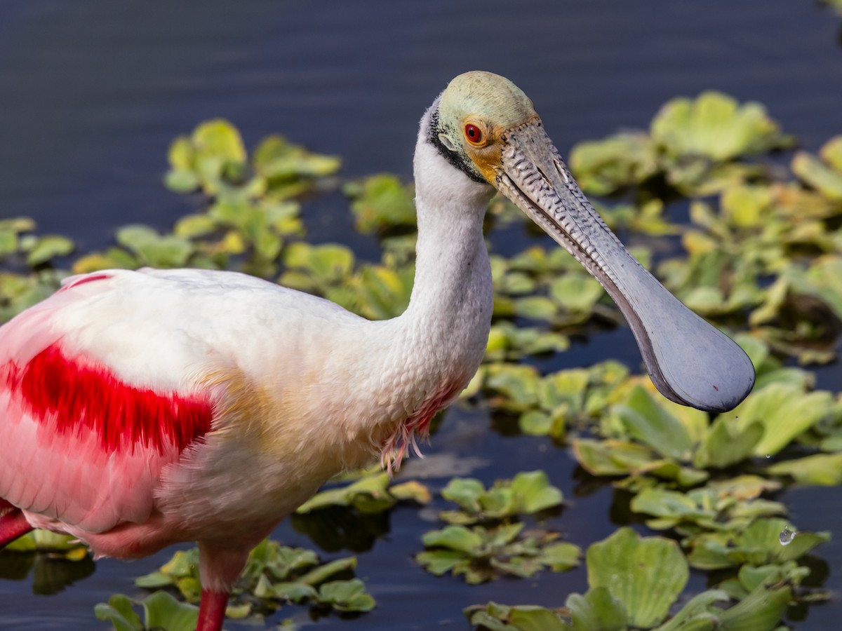 Espátula Rosada - ML646533307