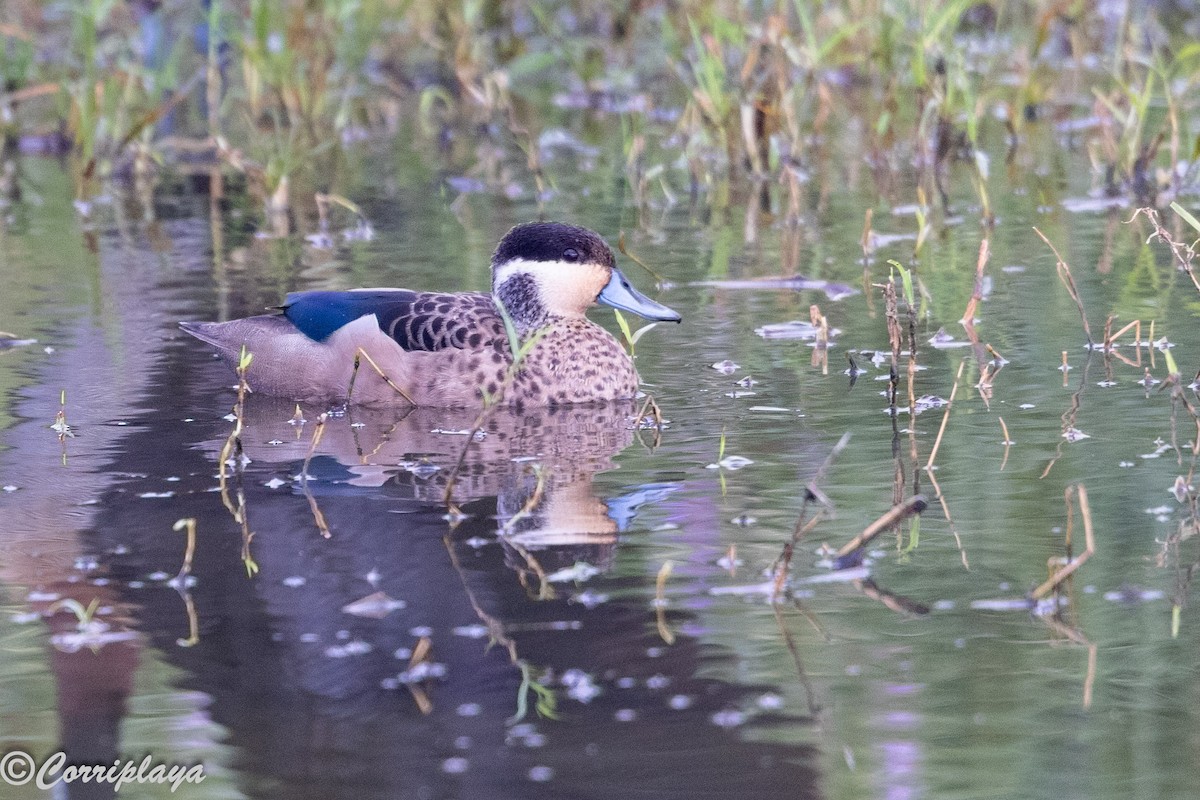 Blue-billed Teal - ML646533311