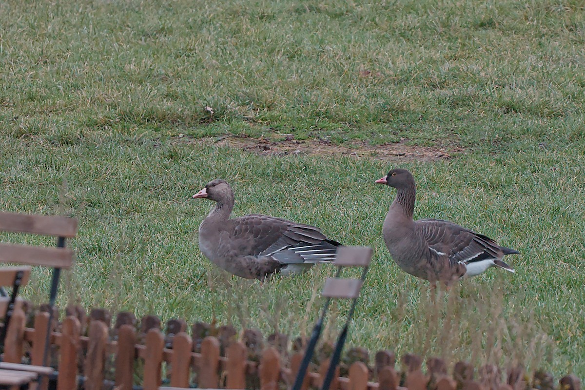 Гуска мала - ML646533312