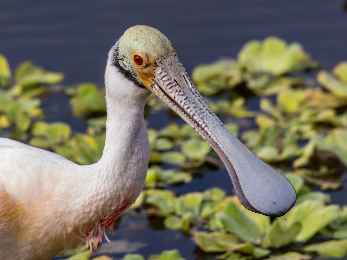 Roseate Spoonbill - ML646533314
