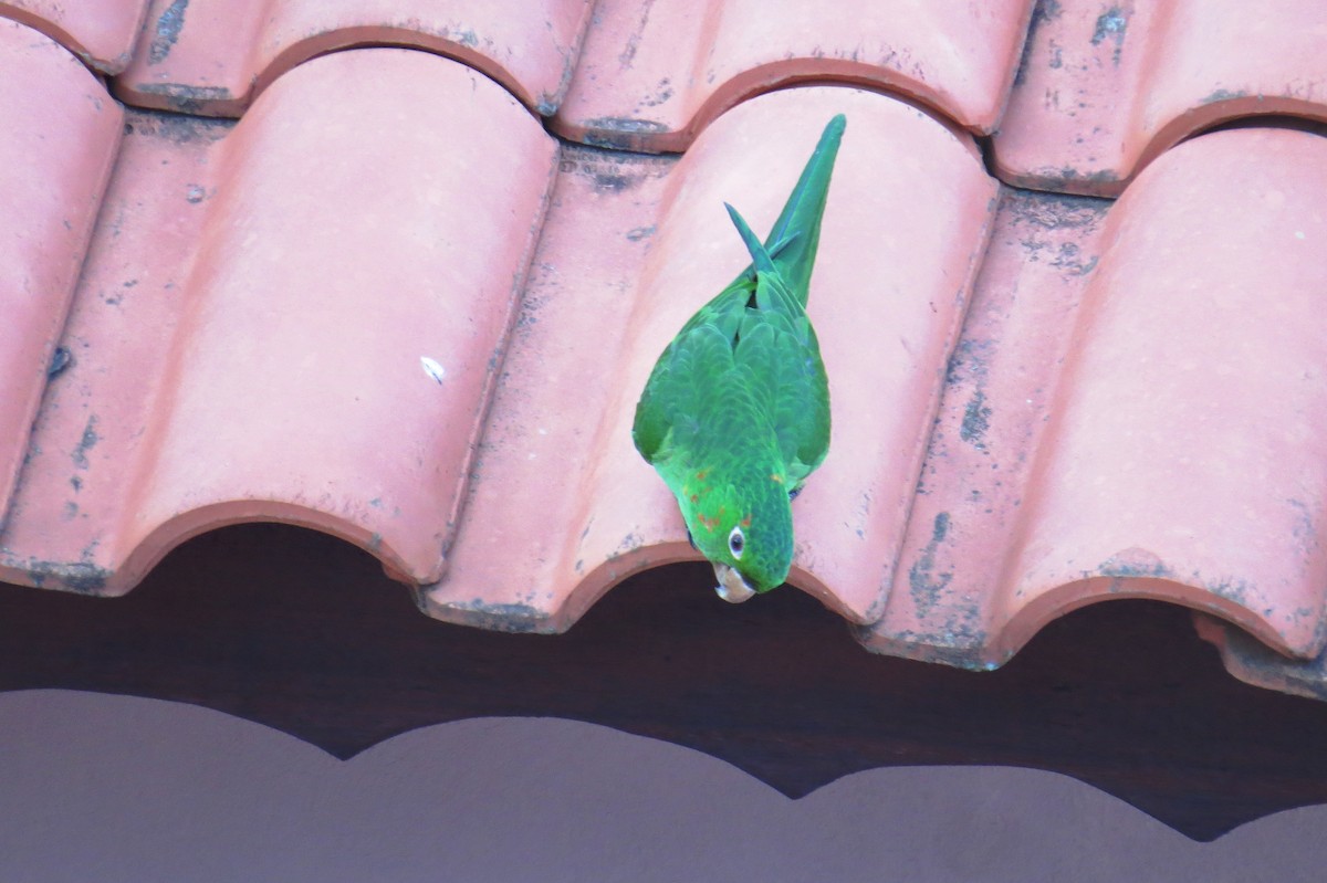 Белоглазая аратинга - ML646533315