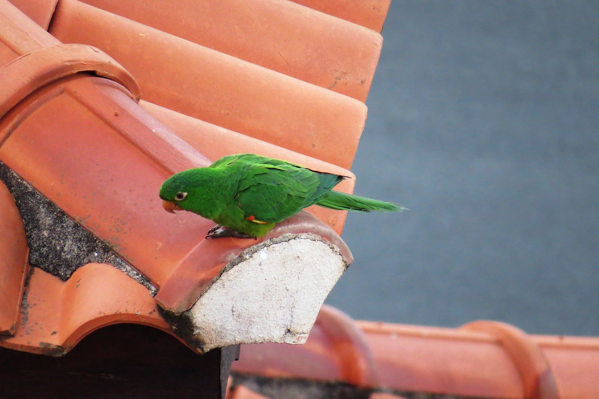 Белоглазая аратинга - ML646533316