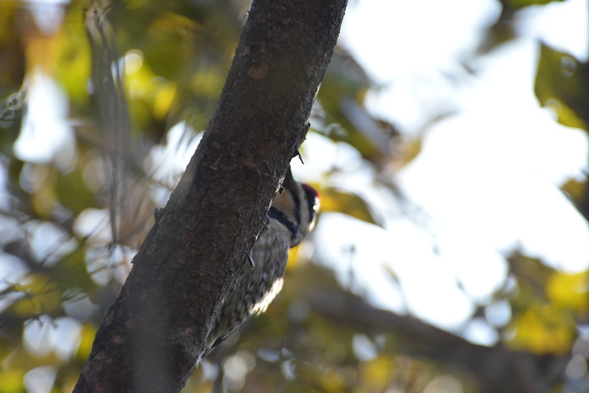 Yellow-bellied Sapsucker - ML646533318