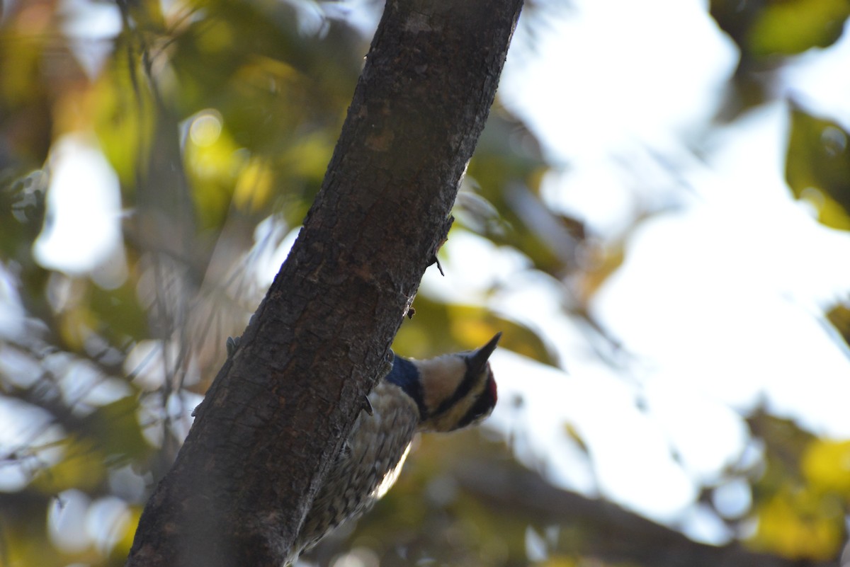 kanadasevjespett - ML646533320