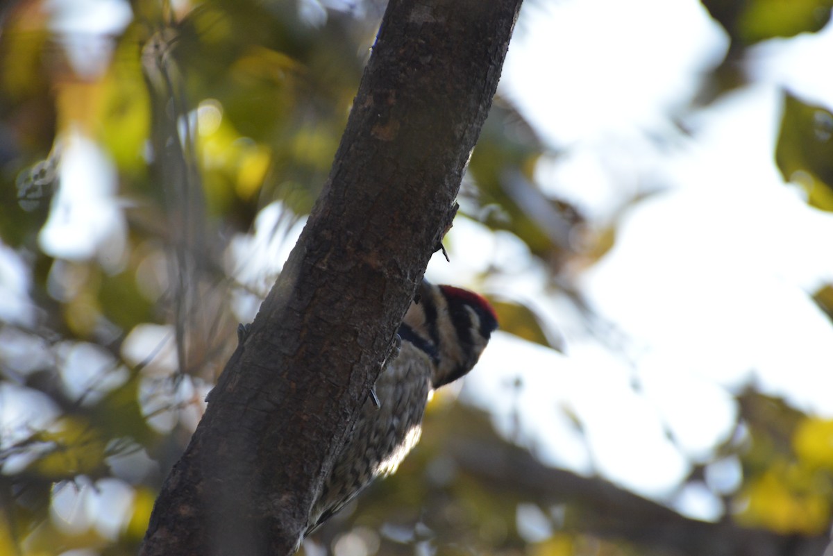 Yellow-bellied Sapsucker - ML646533321