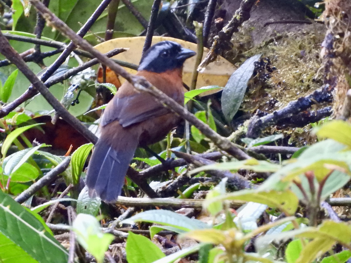 Tanager Finch - ML646533322