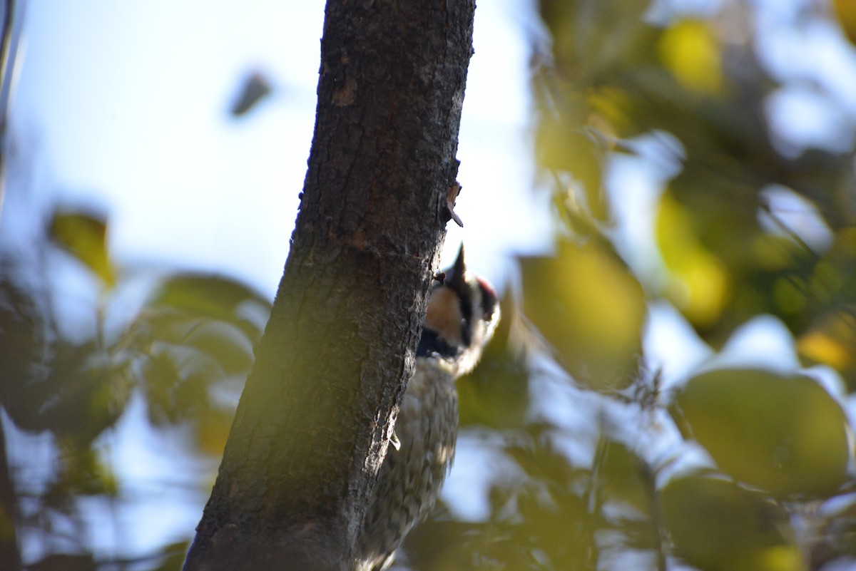 kanadasevjespett - ML646533323