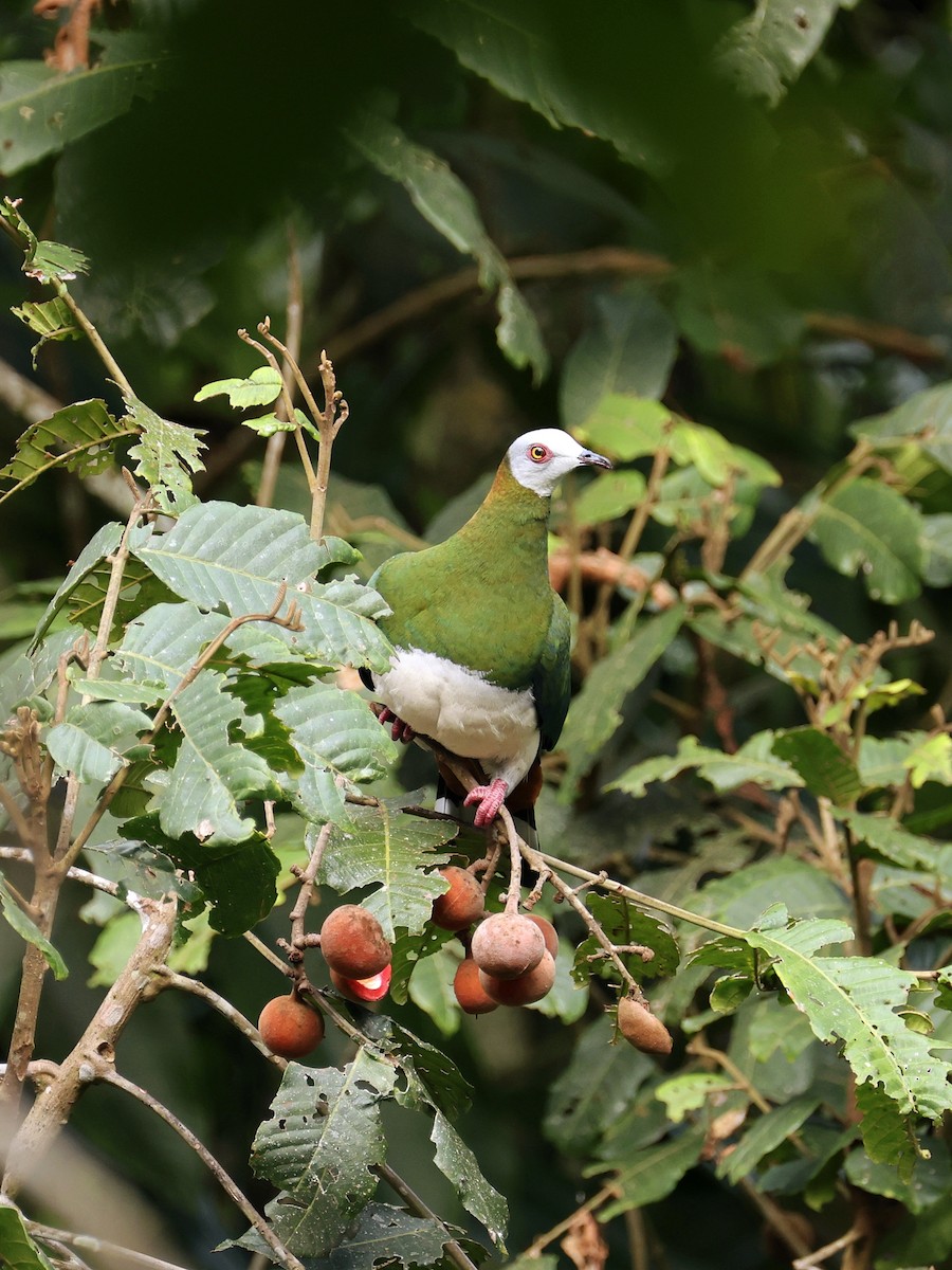 Weißbauch-Fruchttaube - ML646533324