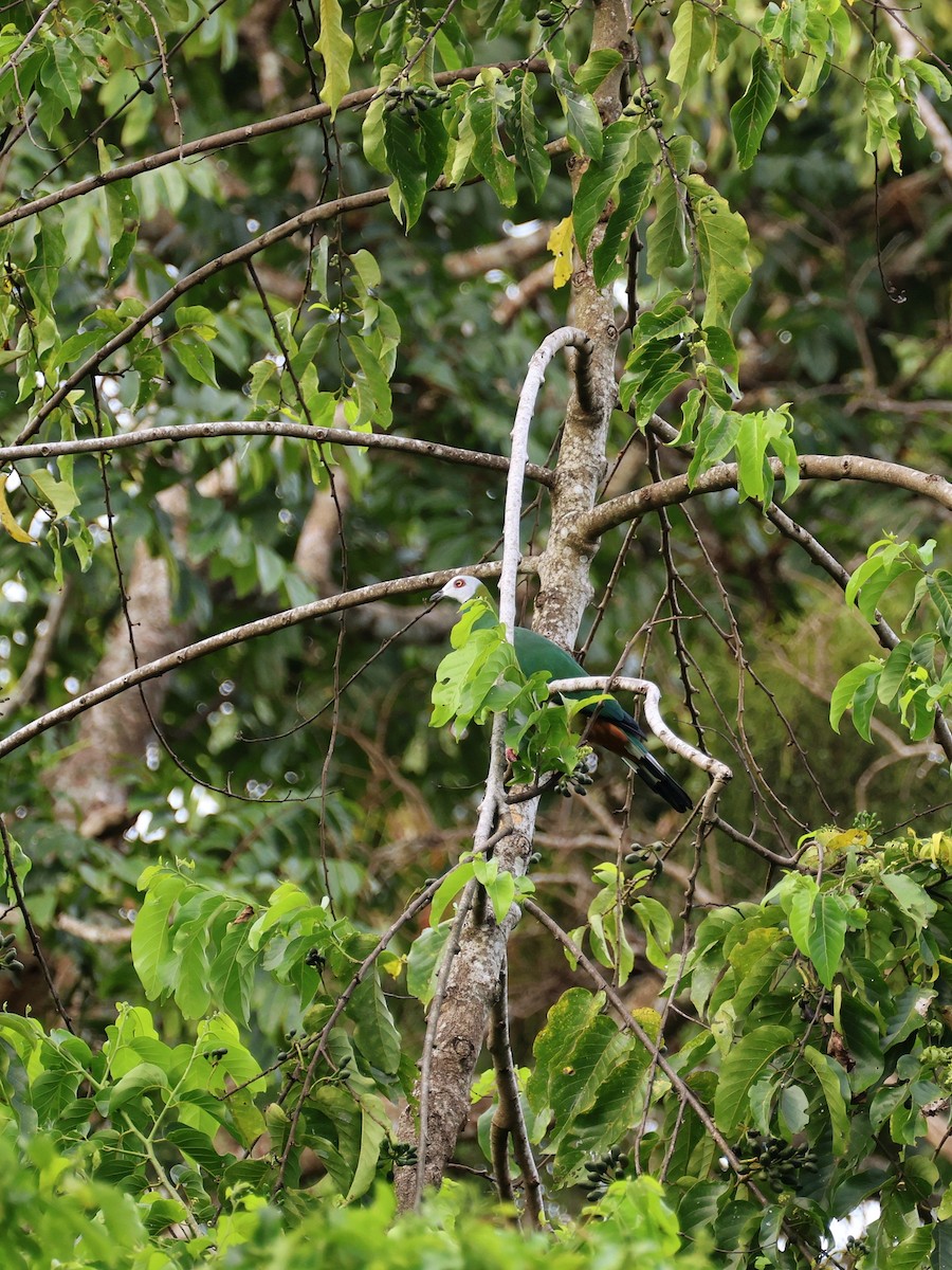 Weißbauch-Fruchttaube - ML646533325