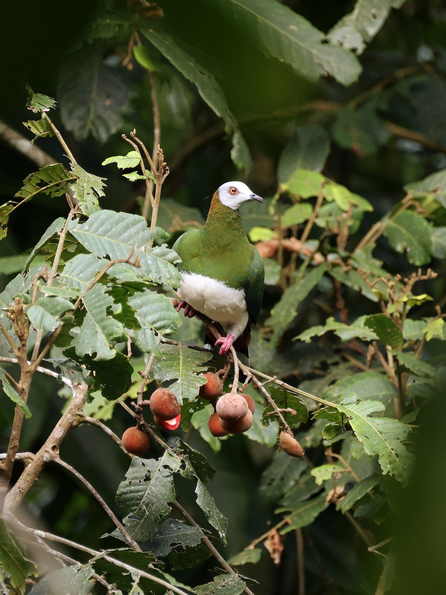 Weißbauch-Fruchttaube - ML646533326