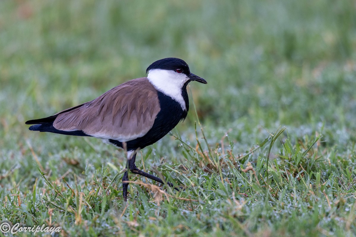 Spur-winged Lapwing - ML646533337