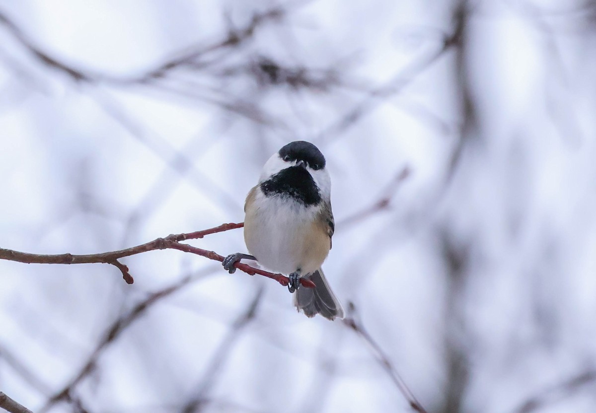 Mésange à tête noire - ML646533338