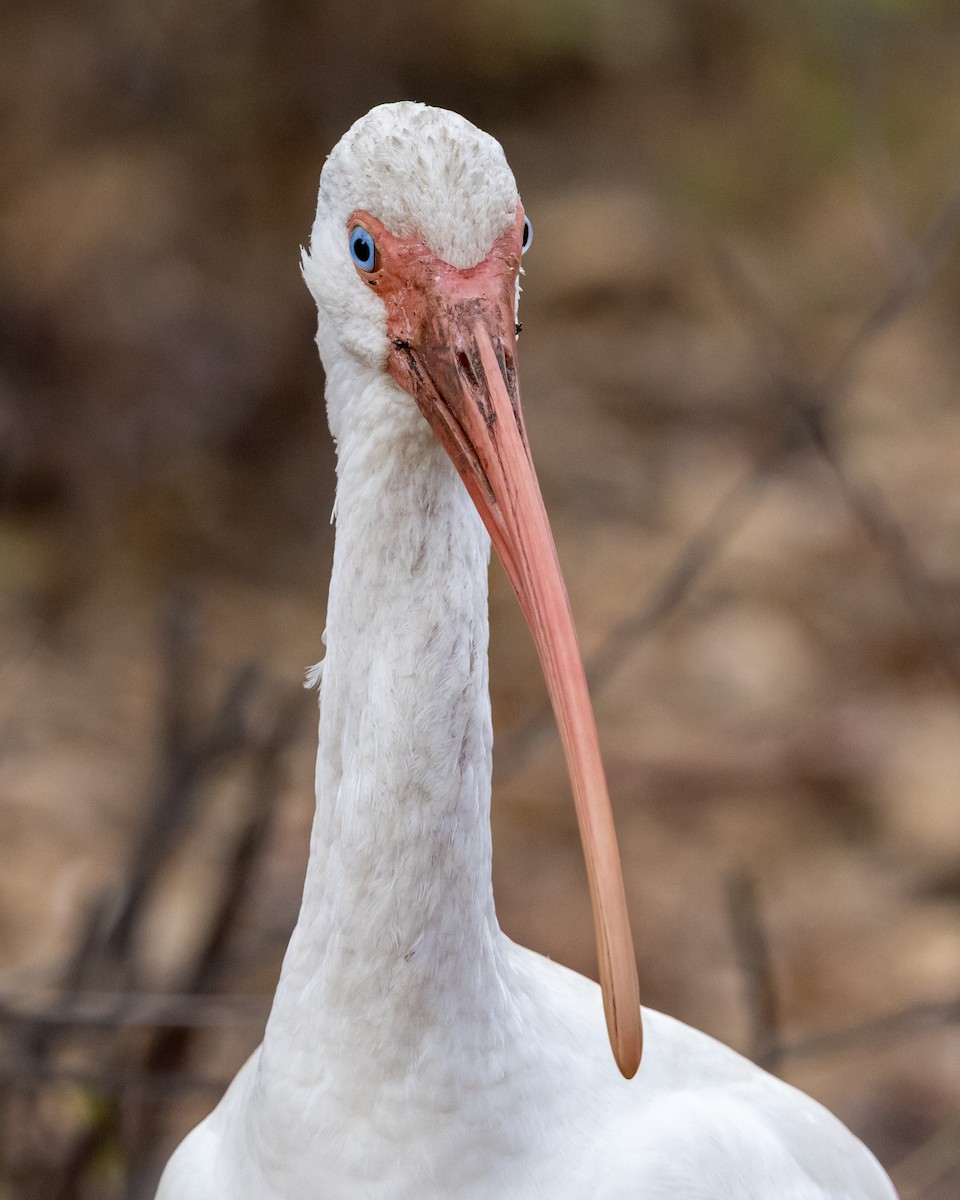White Ibis - ML646533339