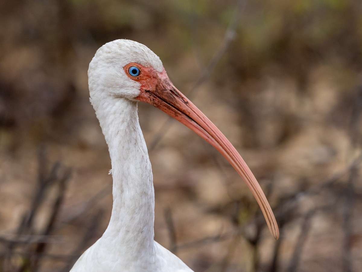 White Ibis - ML646533340