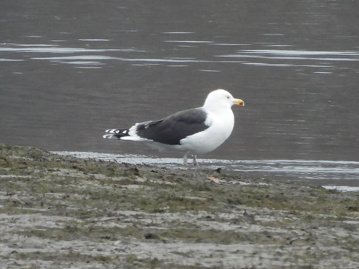 Great Black-backed Gull - ML646533345