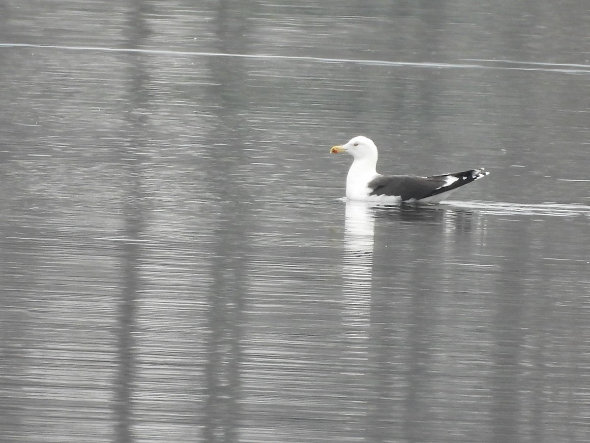 Great Black-backed Gull - ML646533346