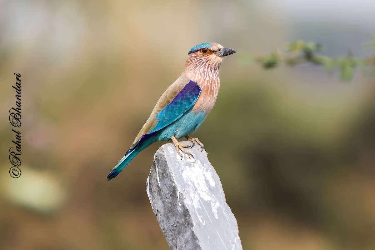 Indian Roller - ML646533349