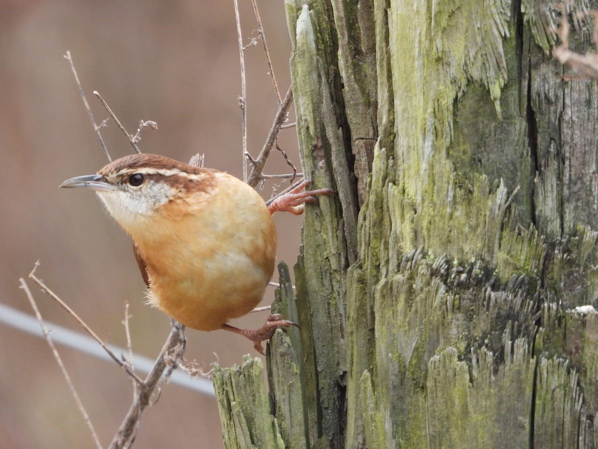 Carolina Wren - ML646533353