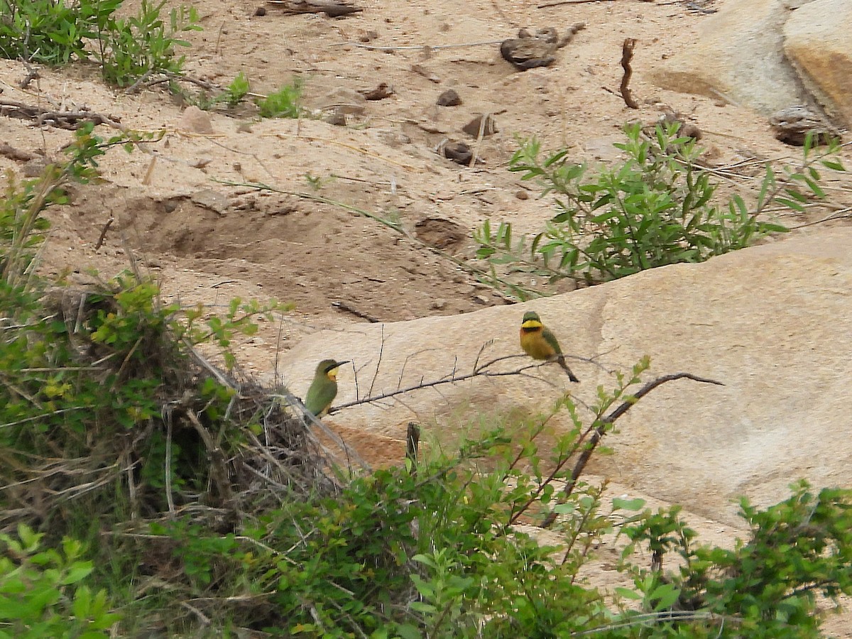Little Bee-eater - ML646533354