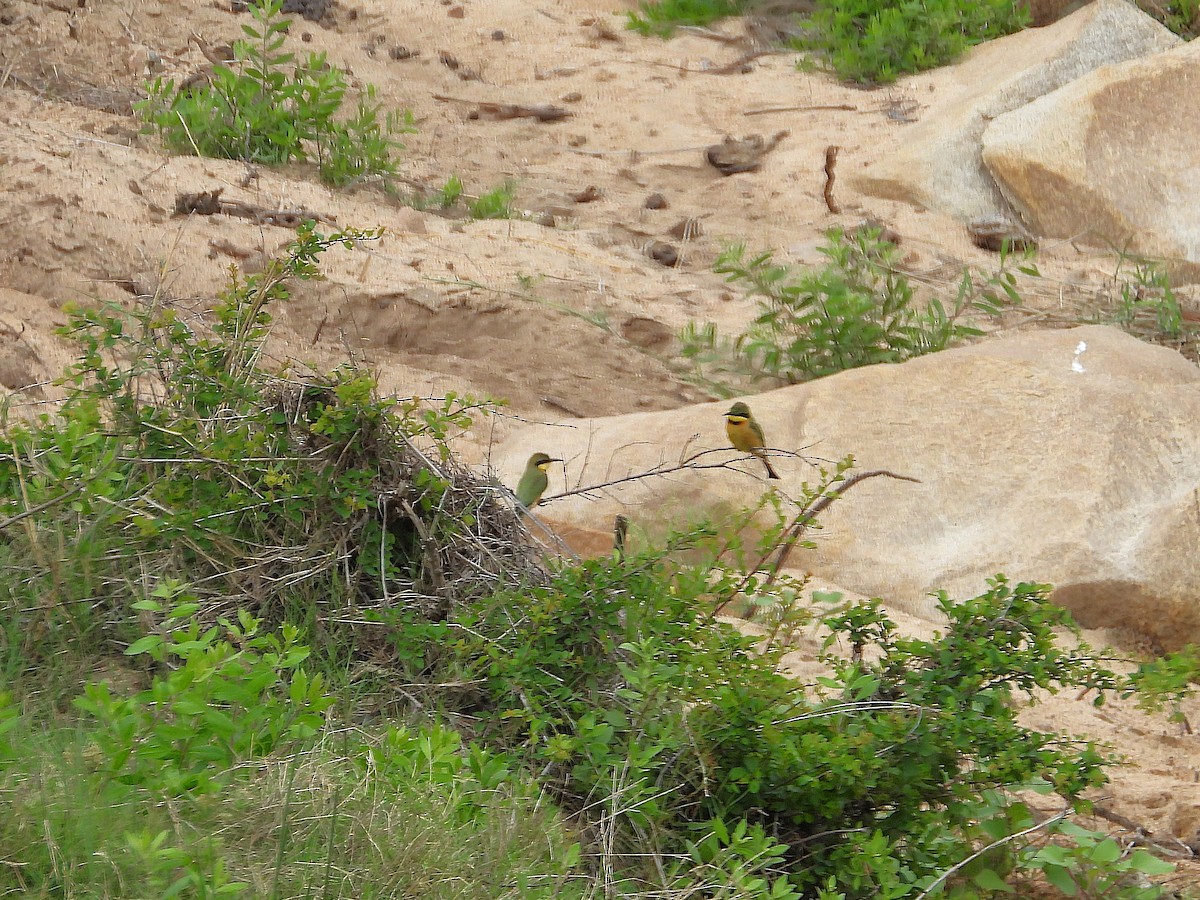 Little Bee-eater - ML646533355