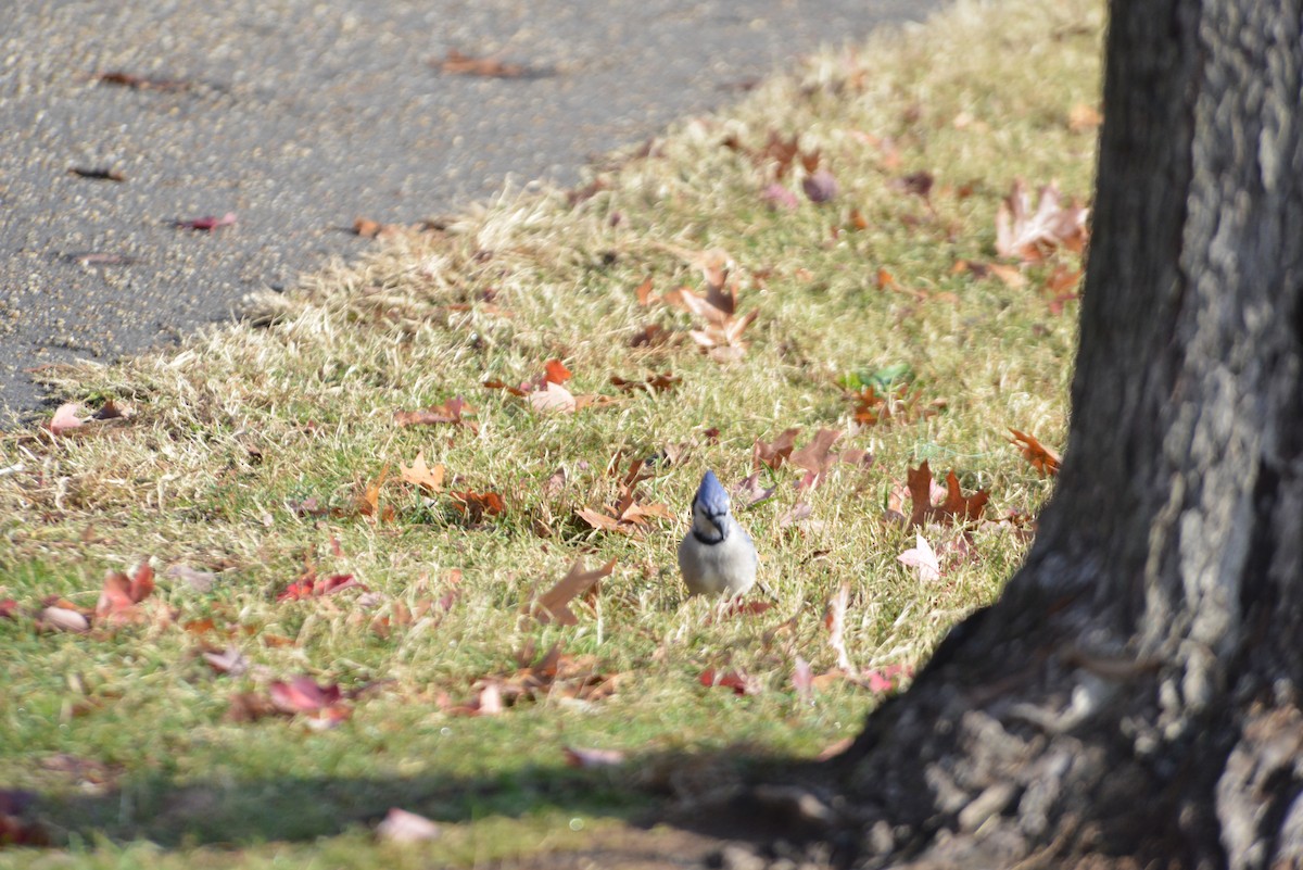 blåskrike - ML646533362