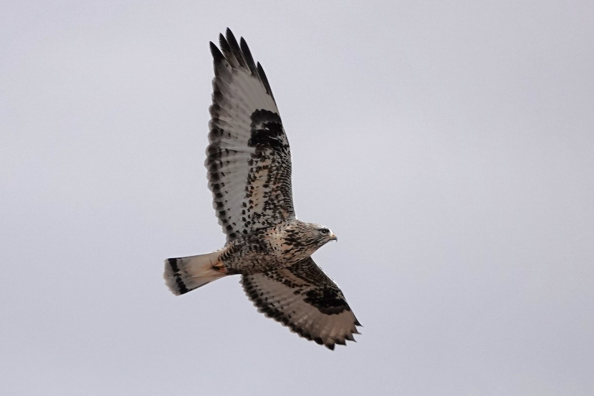 Rough-legged Hawk - ML646533363