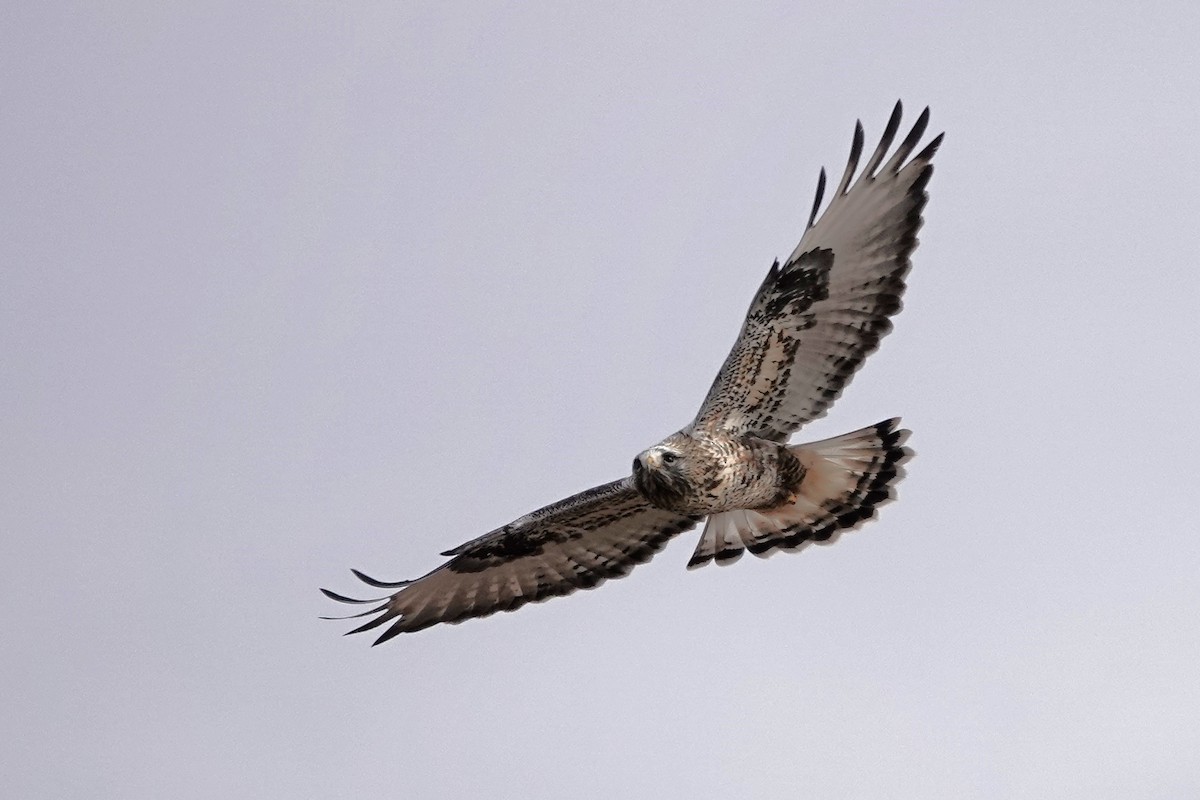 Rough-legged Hawk - ML646533364