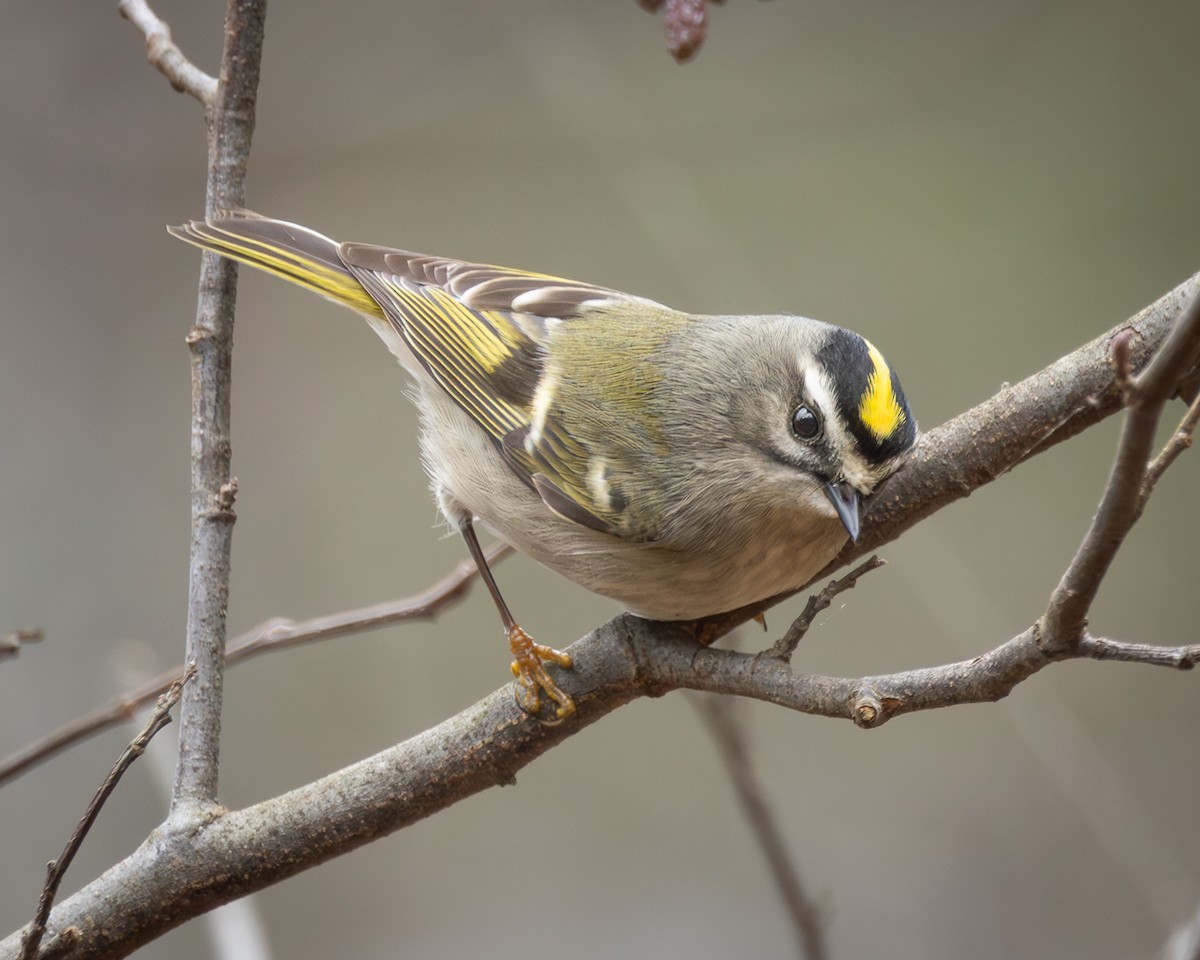 Golden-crowned Kinglet - ML646533365