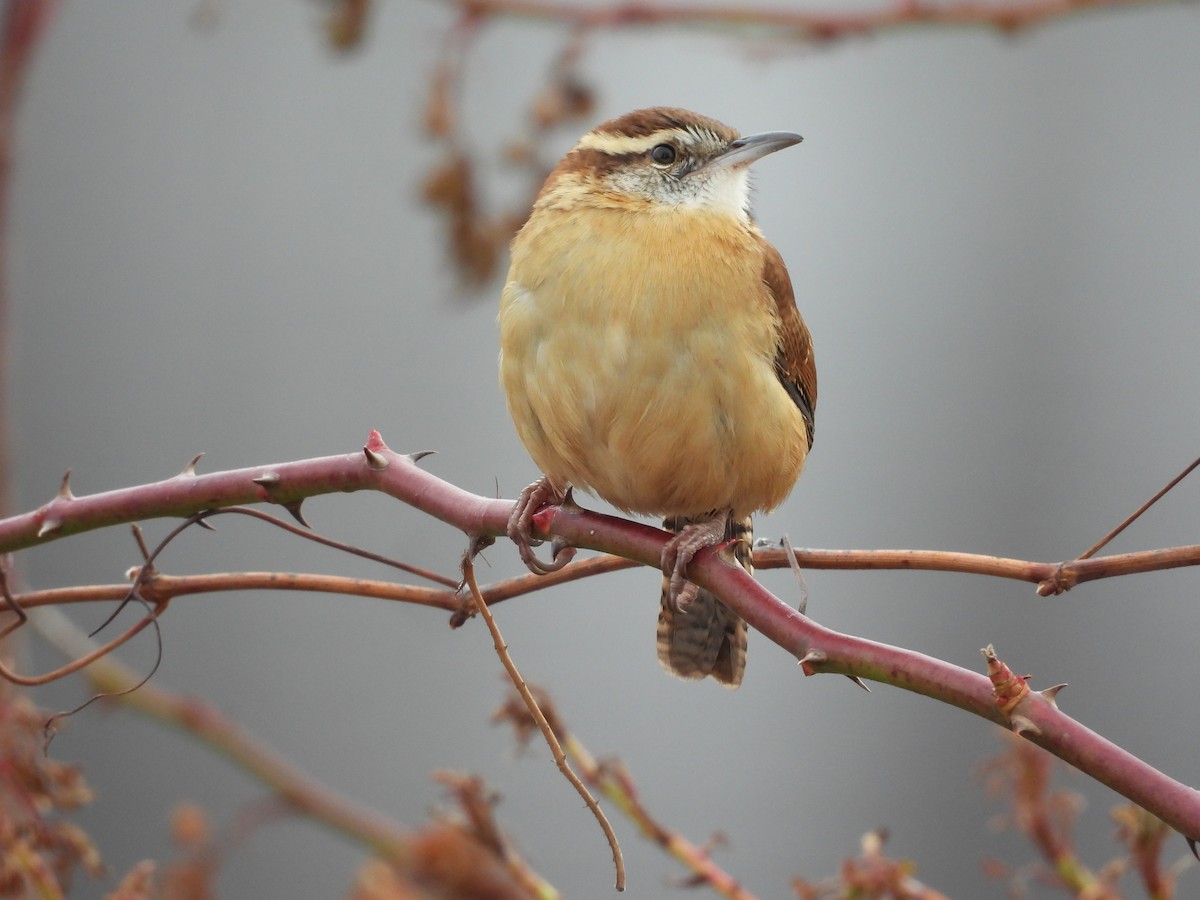 Carolina Wren - ML646533366